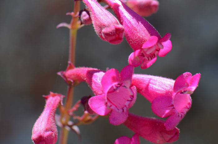 Desert Penstemon is a native perennial with beautiful showy flowers or deep pink or rose-purple. Penstemon pseudospectabilis